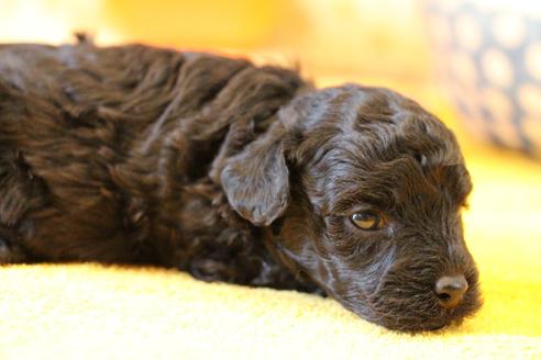 成約済の愛知県のトイプードル-133751の18枚目