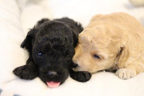 成約済の愛知県のトイプードル-133751の17枚目