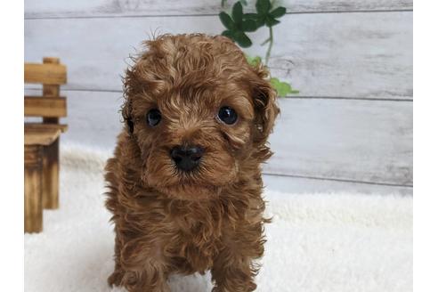 成約済の静岡県のタイニープードル-136261の4枚目