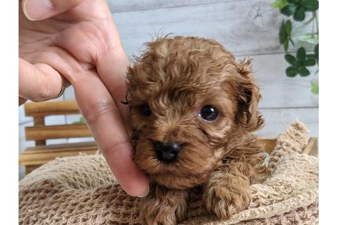 成約済の静岡県のタイニープードル-136261の3枚目