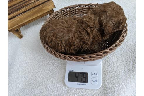 成約済の静岡県のタイニープードル-136261の2枚目