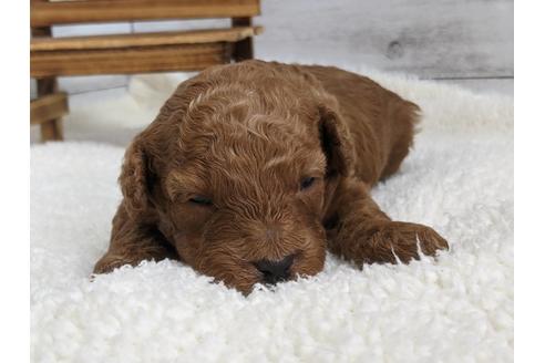 成約済の静岡県のトイプードル-136262の6枚目