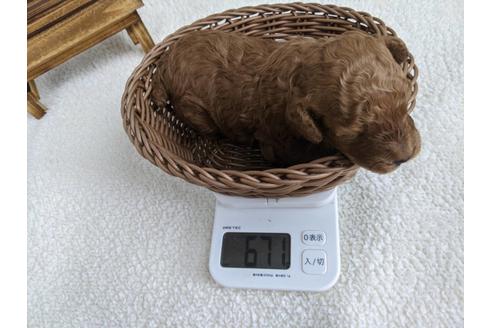 成約済の静岡県のトイプードル-136262の5枚目