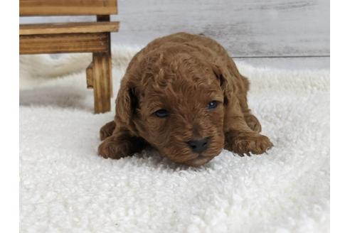 成約済の静岡県のトイプードル-136263の4枚目