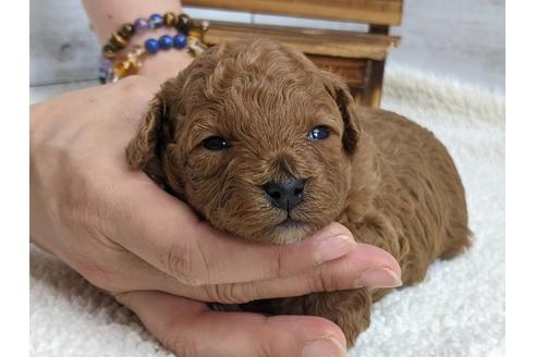 成約済の静岡県のトイプードル-136263の3枚目