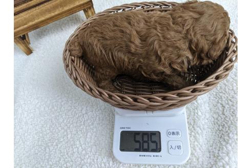 成約済の静岡県のトイプードル-136263の2枚目