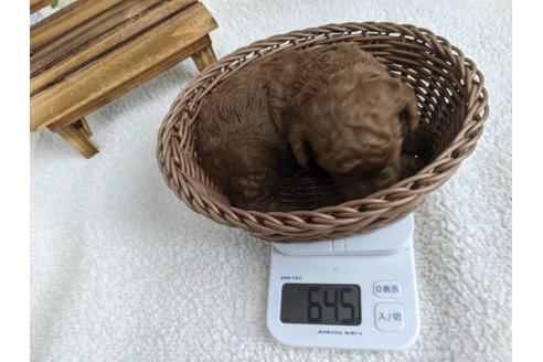成約済の静岡県のトイプードル-136264の2枚目