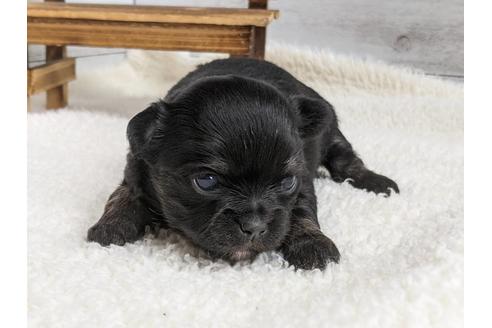 成約済の静岡県のチワワ(ロングコート)-136265の3枚目