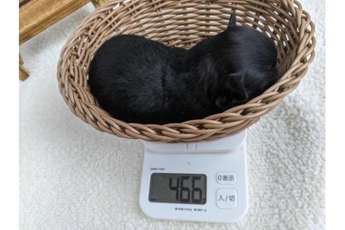 成約済の静岡県のチワワ(ロングコート)-136265の2枚目