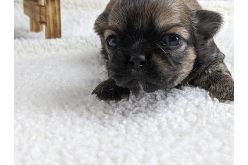 成約済の静岡県のチワワ(ロングコート)-136266の3枚目