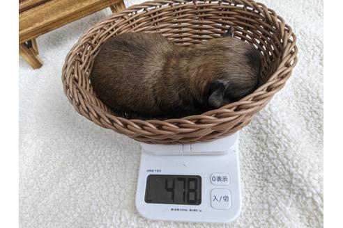 成約済の静岡県のチワワ(ロングコート)-136266の2枚目