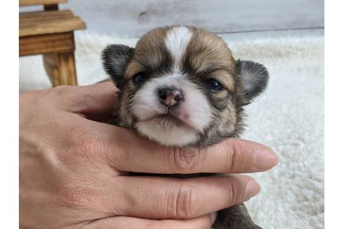 成約済の静岡県のチワワ(ロングコート)-136268の1枚目