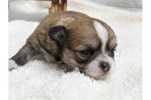 成約済の静岡県のチワワ(ロングコート)-136268の3枚目