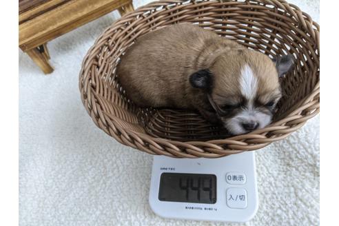 成約済の静岡県のチワワ(ロングコート)-136268の2枚目