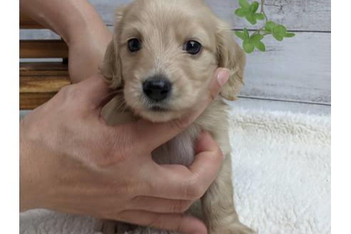 成約済の静岡県のミニチュアダックスフンド(ロングヘアード)-135748の1枚目