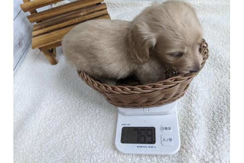 成約済の静岡県のミニチュアダックスフンド(ロングヘアード)-135748の2枚目