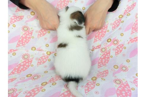 成約済の千葉県のパピヨン-136047の4枚目