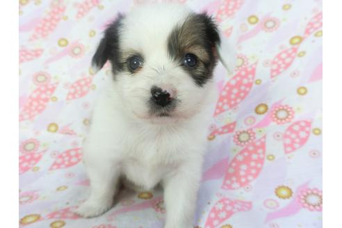 成約済の千葉県のパピヨン-136047の3枚目