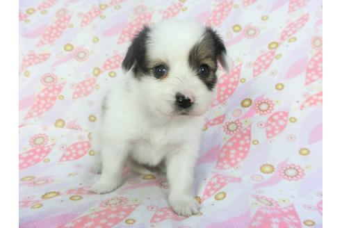 成約済の千葉県のパピヨン-136047の2枚目