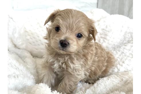 成約済の京都府のマルプー:マルチーズ×トイプードル-135820の1枚目