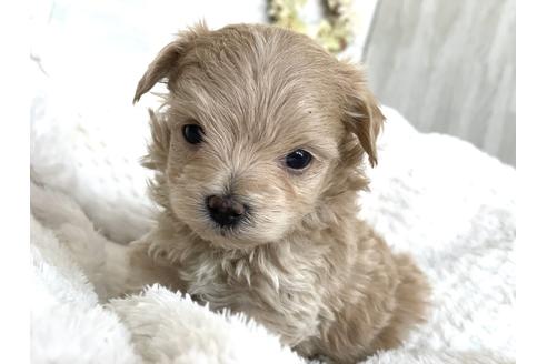 成約済の京都府のマルプー:マルチーズ×トイプードル-135820の4枚目