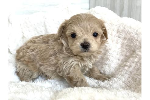 成約済の京都府のマルプー:マルチーズ×トイプードル-135820の3枚目