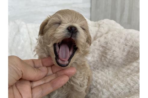 成約済の京都府のマルプー:マルチーズ×トイプードル-135820の2枚目