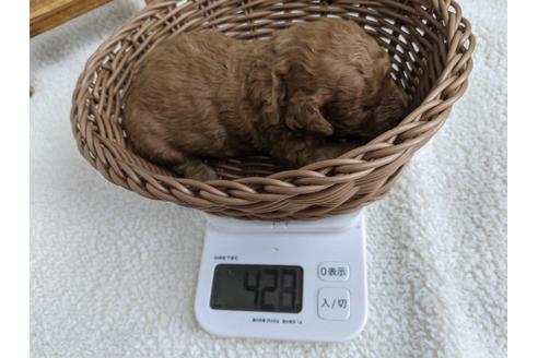 成約済の静岡県のトイプードル-136274の3枚目