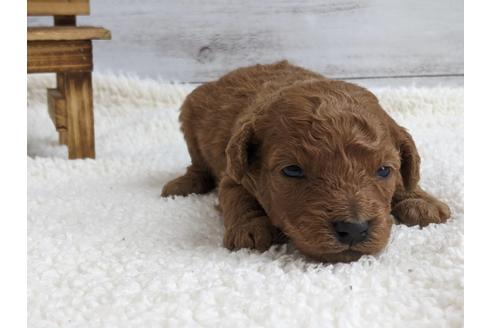 成約済の静岡県のトイプードル-136274の2枚目