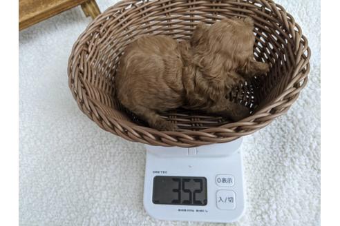 成約済の静岡県のトイプードル-136275の7枚目