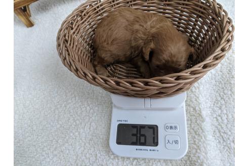 成約済の静岡県のトイプードル-136276の4枚目