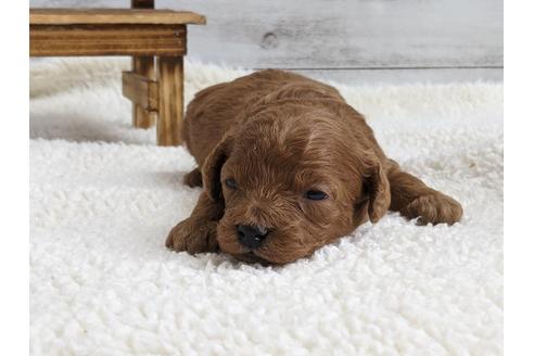 成約済の静岡県のトイプードル-136276の3枚目