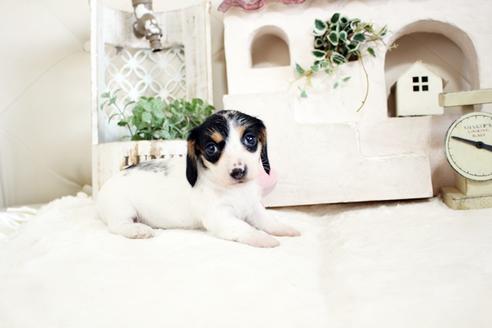 成約済の佐賀県のカニンヘンダックスフンド(ワイヤーヘアード)-135319の1枚目