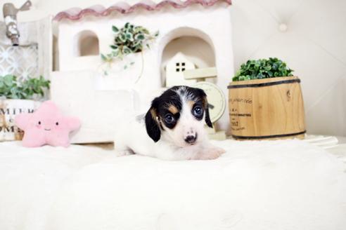 成約済の佐賀県のカニンヘンダックスフンド(ワイヤーヘアード)-135319の5枚目