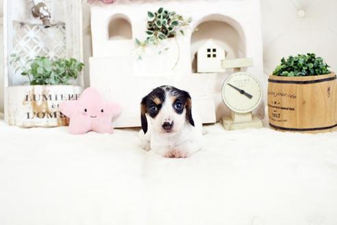 成約済の佐賀県のカニンヘンダックスフンド(ワイヤーヘアード)-135319の4枚目