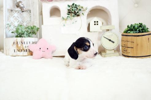 成約済の佐賀県のカニンヘンダックスフンド(ワイヤーヘアード)-135319の3枚目