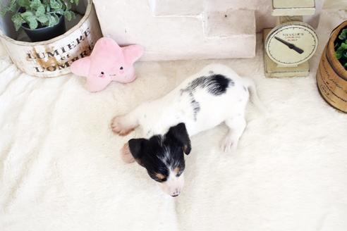 成約済の佐賀県のカニンヘンダックスフンド(ワイヤーヘアード)-135319の2枚目