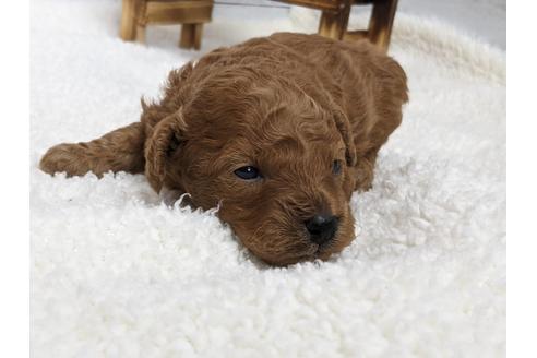 成約済の静岡県のトイプードル-136277の4枚目