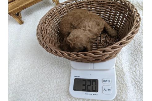 成約済の静岡県のトイプードル-136281の2枚目