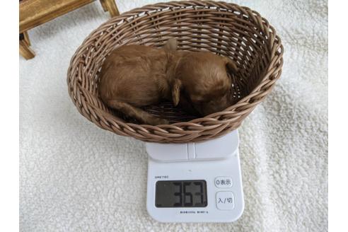 成約済の静岡県のトイプードル-136283の3枚目