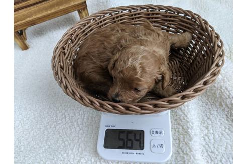 成約済の静岡県のタイニープードル-136285の3枚目