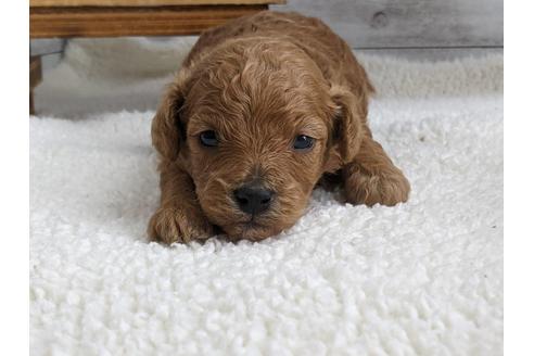 成約済の静岡県のタイニープードル-136285の2枚目