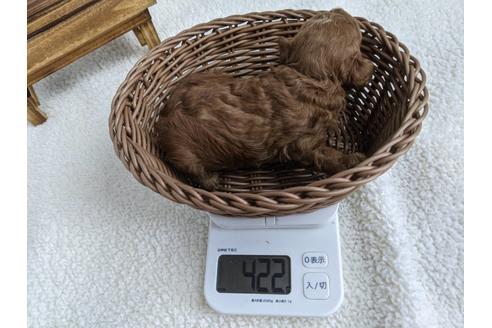 成約済の静岡県のトイプードル-136286の3枚目