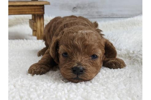 成約済の静岡県のトイプードル-136286の2枚目