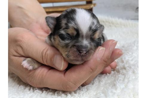 成約済の静岡県のチワワ(ロングコート)-136288の1枚目