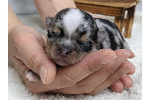 成約済の静岡県のチワワ(ロングコート)-136288の2枚目