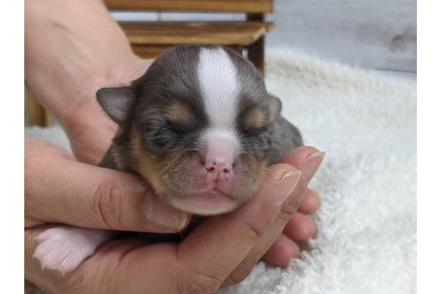 成約済の静岡県のチワワ(ロングコート)-136290の1枚目