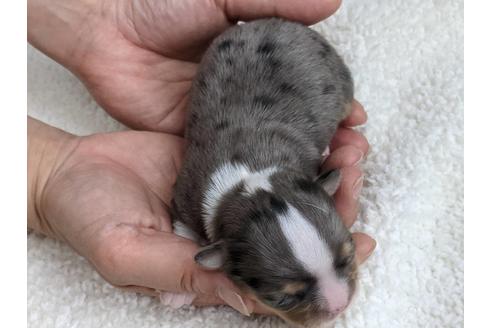 成約済の静岡県のチワワ(ロングコート)-136290の2枚目