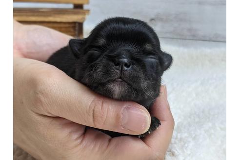 成約済の静岡県のチワワ(ロングコート)-136291の1枚目