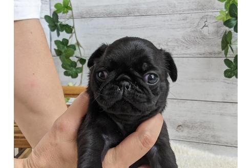 成約済の静岡県のパグ-135752